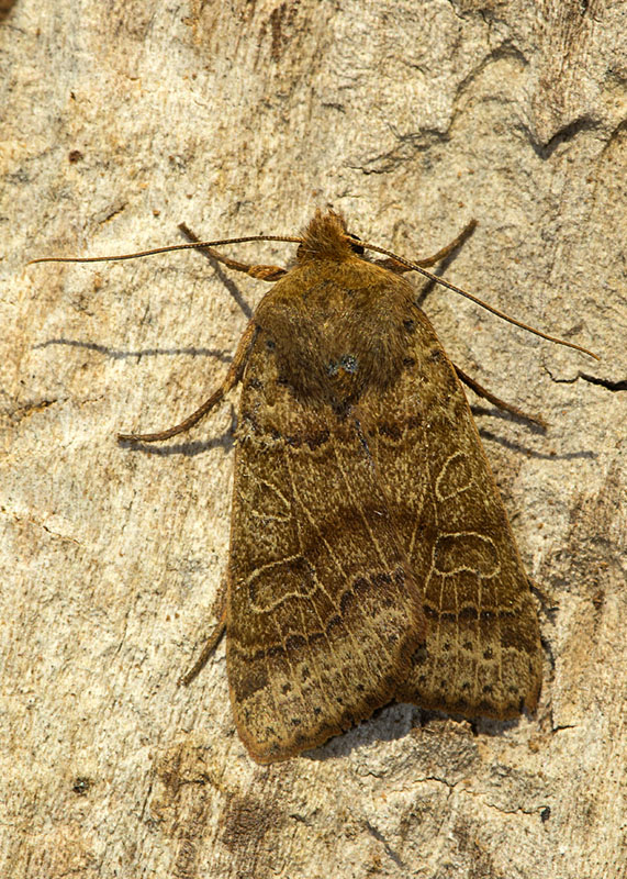 Noctuidae di fine settembre